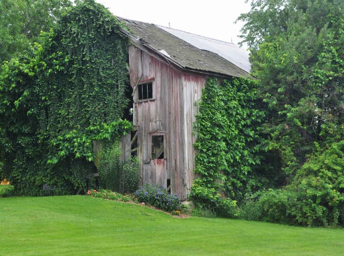 old barn covered in ivy